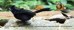 Dicrurus paradiseus grandis