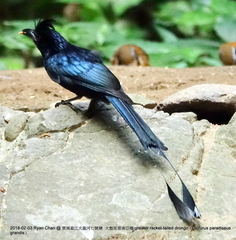 Dicrurus paradiseus grandis