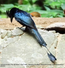 Dicrurus paradiseus grandis