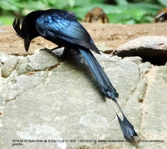 Dicrurus paradiseus grandis