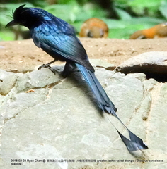 Dicrurus paradiseus grandis