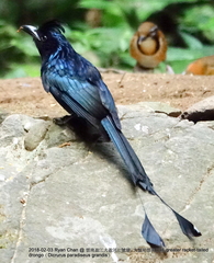 Dicrurus paradiseus grandis