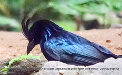 Dicrurus paradiseus grandis