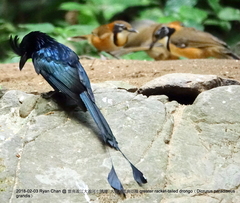 Dicrurus paradiseus grandis