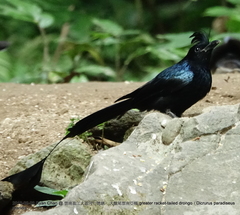 Dicrurus paradiseus grandis