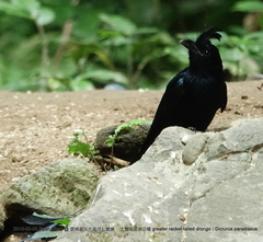 Dicrurus paradiseus grandis