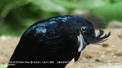 Dicrurus paradiseus grandis