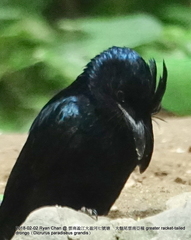 Dicrurus paradiseus grandis
