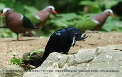Dicrurus paradiseus grandis
