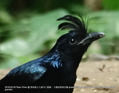 Dicrurus paradiseus grandis