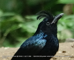 Dicrurus paradiseus grandis