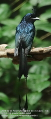Dicrurus paradiseus grandis