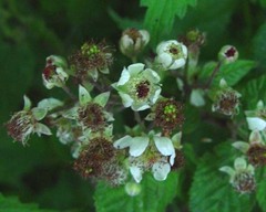 Rubus rubristylus