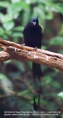 Dicrurus paradiseus grandis
