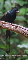 Dicrurus paradiseus grandis