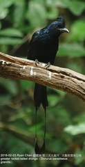 Dicrurus paradiseus grandis