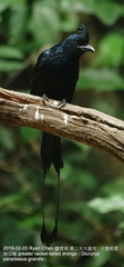 Dicrurus paradiseus grandis
