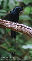 Dicrurus paradiseus grandis
