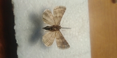 Eublemma amoena