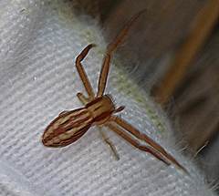 Runcinia acuminata