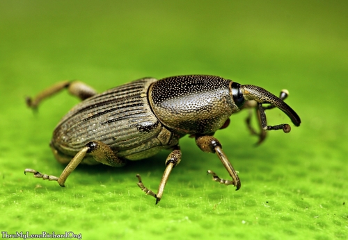 Cosmopolites sordidus (E.F.Germar, 1823)