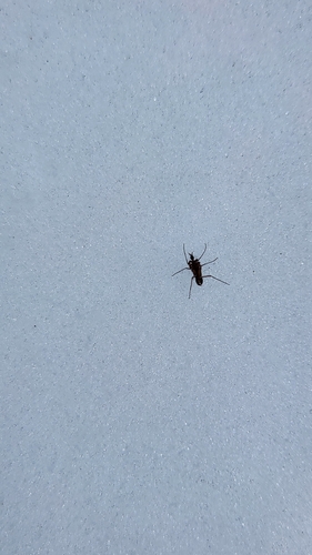Unknown species found near Fish Creek, WI 54212, USA