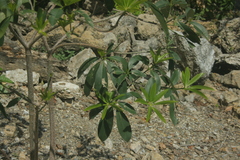 Magnoliopsida