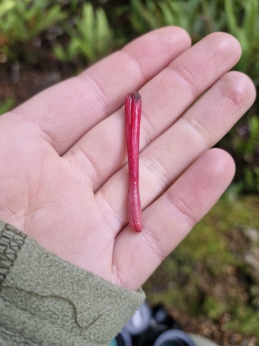 Scarlet mistletoe (Peraxilla colensoi)