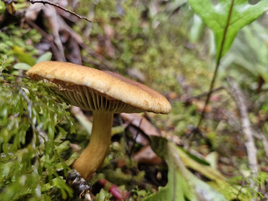 Thaxterogaster castoreus · February 2026 · photo: © rishud (iNaturalist, cc-by)