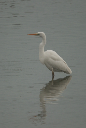 Great Egret