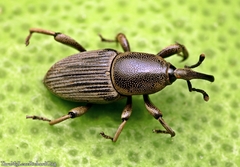 Cosmopolites sordidus