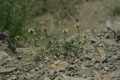 Tridax procumbens