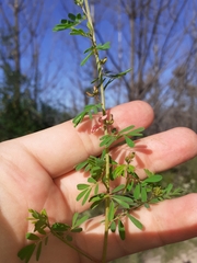 Indigofera stricta