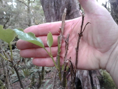 Cervus elaphus elaphus