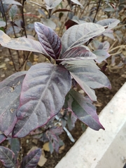 Iresine diffusa herbstii