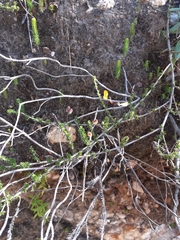 Aspalathus tenuissima