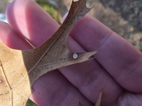 Unknown species found near Allen, TX, USA