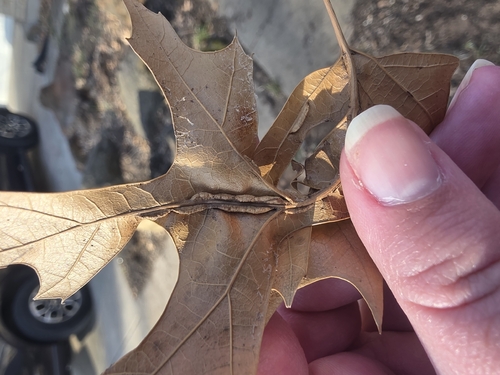 Unknown species found near Allen, TX, USA