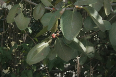 Magnoliopsida