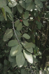 Magnoliopsida