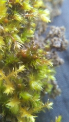 Physcomitrium patens