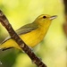 Golden Vireo - Photo (c) Antonio Robles, some rights reserved (CC BY-NC-SA), uploaded by Antonio Robles