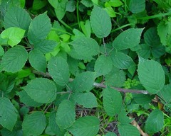 Rubus euryanthemus