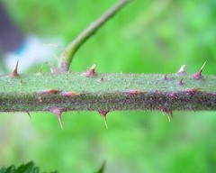 Rubus euryanthemus
