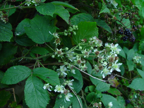 Pale-styled Bramble (Rubus euryanthemus)
