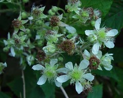 Rubus euryanthemus