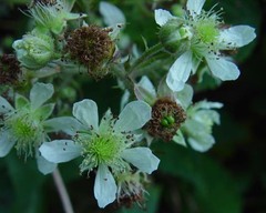 Rubus euryanthemus