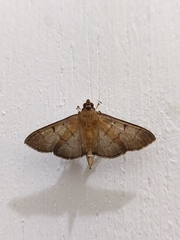Palpusia plumipes