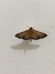 Palpusia plumipes