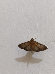 Palpusia plumipes